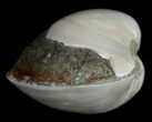 Polished Fossil Clam - Small Size #5288-2